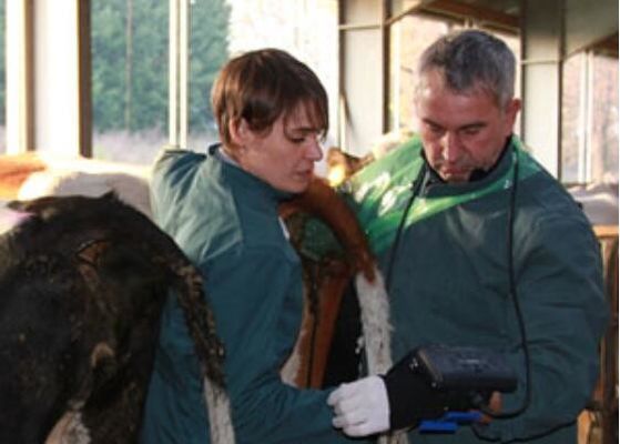 डिजिटल पशु चिकित्सा अल्ट्रासाउंड स्कैनर